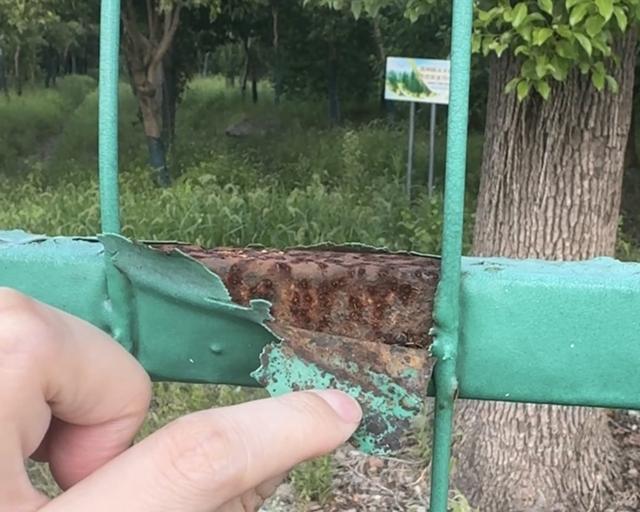 围网破了后松江闵行交界的一片林地成了生活垃圾偷倒点
